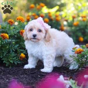 Nicole, Havapoo Puppy
